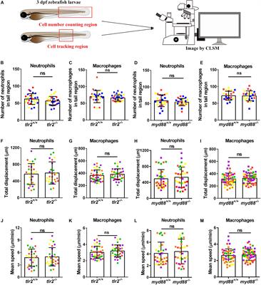 A Novel Function of TLR2 and MyD88 in the Regulation of Leukocyte Cell Migration Behavior During Wounding in Zebrafish Larvae